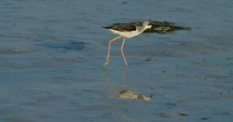 Migrating shore bird wintering in Sitra Stock Footage 299267769