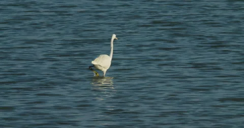 Migrating shore bird wintering in Sitra Stock Footage 299271153