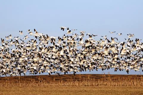 Migrating Snow Geese in Flight Stock Photos