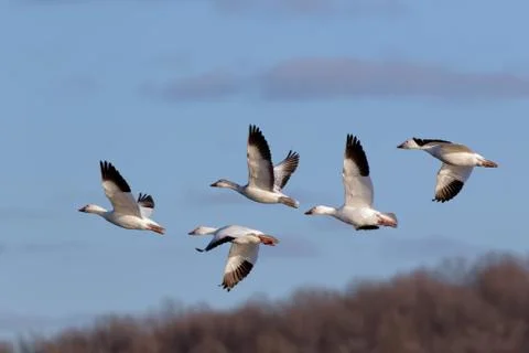 Migrating Snow Geese in Flight Stock Photos