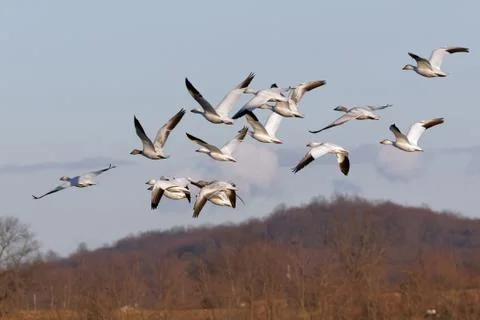 Migrating Snow Geese in Flight Stock Photos