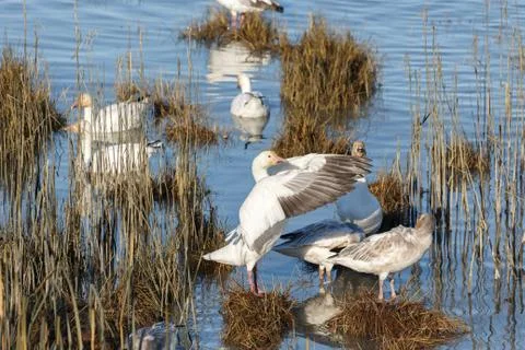 Migrating Snow Geese Stock Photos