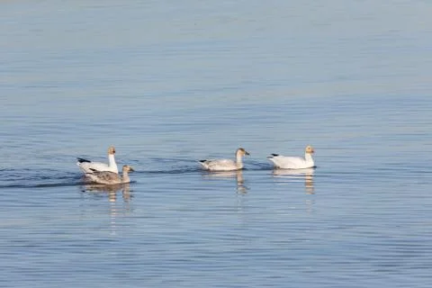 Migrating Snow Geese Stock Photos
