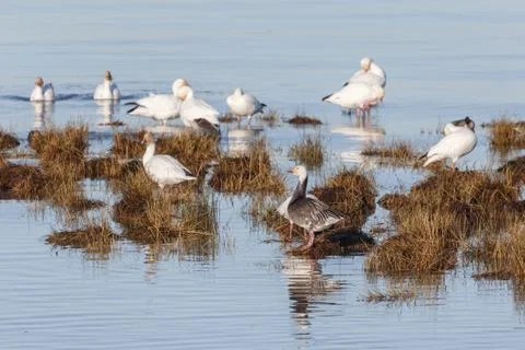 Migrating Snow Geese 스톡 사진