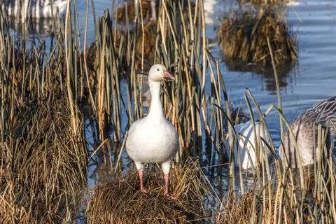 Migrating Snow Geese 스톡 사진