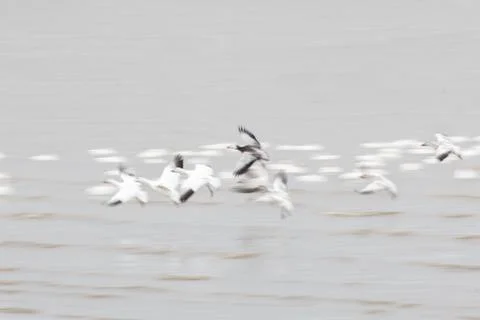 Migrating Snow Geese Stock Photos
