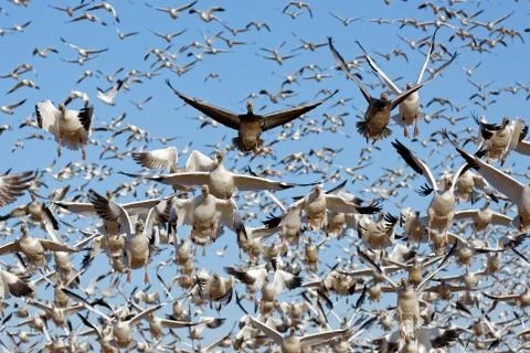 Migrating Snow Geese Take Flight Stock Photos