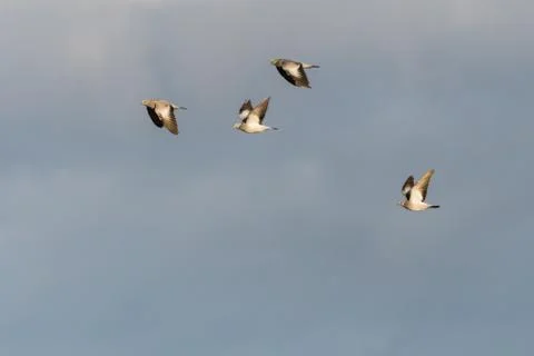 Migrating Stock Doves Stock Photos