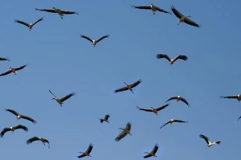 Migrating storks Stock Photos
