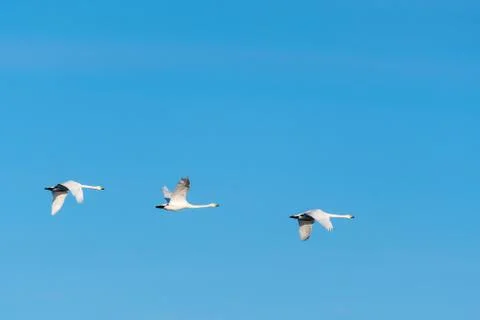 Migrating white swans Stock Photos