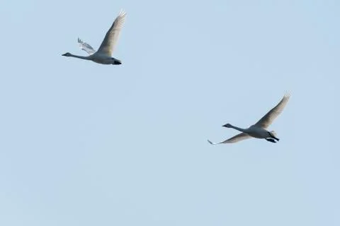 Migrating whooper swans Foto stock