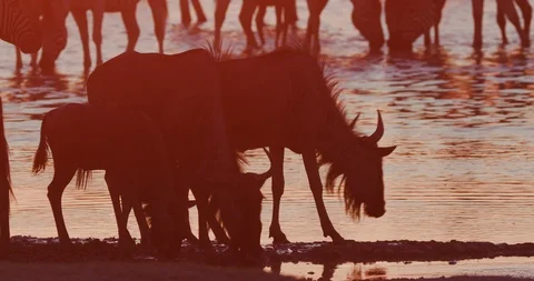 Migrating wildebeest and zebra drinking at a waterhole at sunset on the Stock Footage 107220993