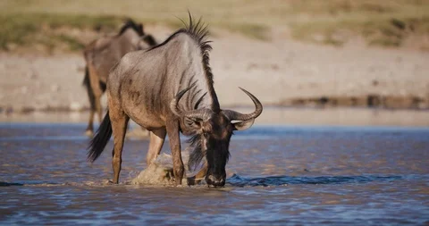 Migrating wildebeest drinking and walking in a waterhole on the Makgadikgadi Stock Footage 107222577