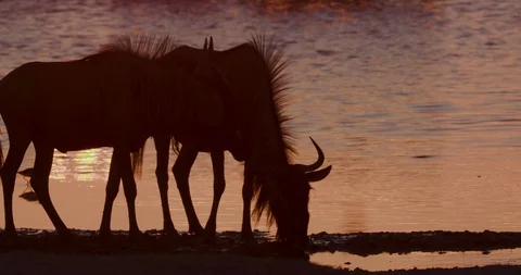 Migrating wildebeest drinking at a waterhole at sunset on the Makgadikgadi Stock Footage 107222523