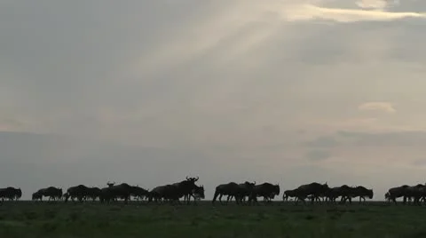 Migrating Wildebeest walking with sun rays above. Stock Footage 11291375