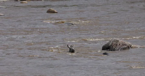 Migrating young zebra fighting for survival, swimming crossing the Mara River Stock-Footage 160994679