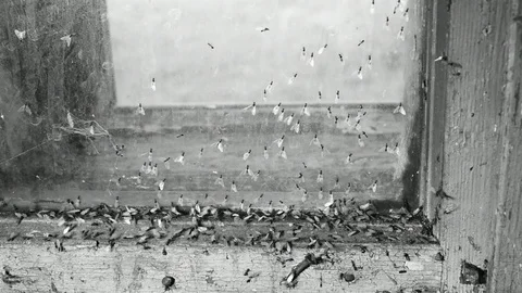 Migration of ants, black and white Stock Footage 116601289