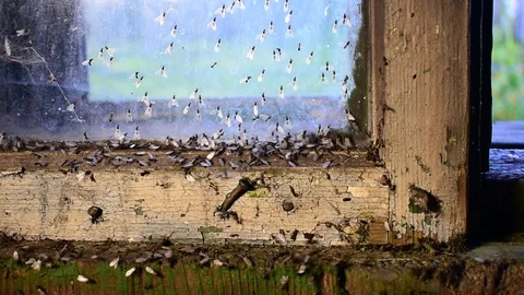 Migration of ants Stock Footage 116601501