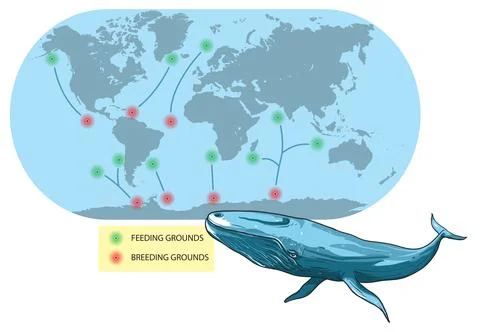 Migration-blue whale Stock Illustration
