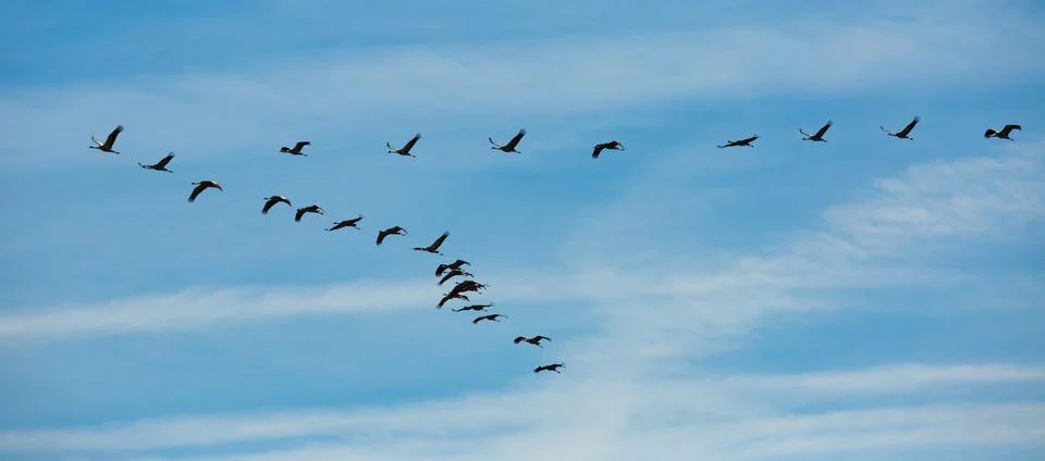 Migration of flock of cranes in the sky Stock-Fotos