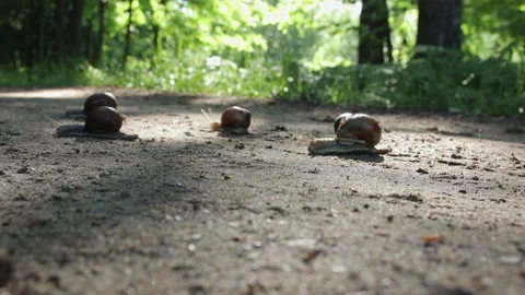 Migration of grape snails in a wooded area Stock Footage 157880966