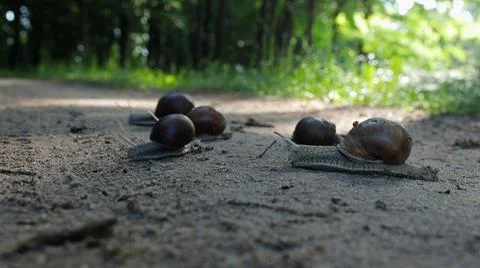 Migration of grape snails in a wooded area 스톡 사진