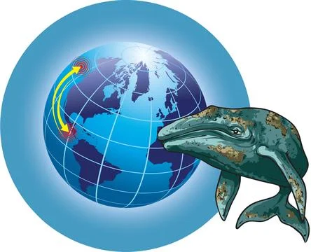 Migration-grey whale Stock Illustration
