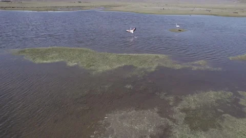 The migration habitat, flamingos Stock Footage 248401683
