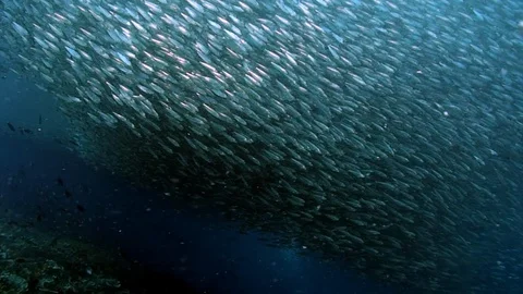 Migration of huge flock school of fish underwater. 库存影片 105469722