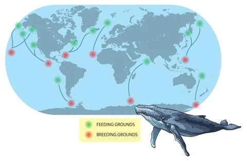 Migration-Humpback Whale Stock Illustration