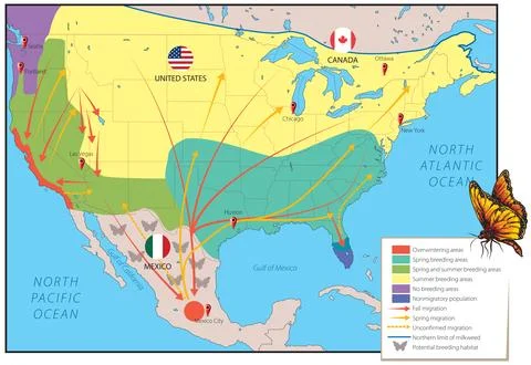 Migration map - monarch butterfly Stock Illustration