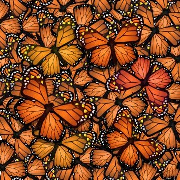 Migration of the monarch butterfly Stock Illustration