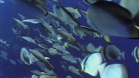 Migration Of Orbicular Batfish (Platax orbicularis) Stock Footage 291339883