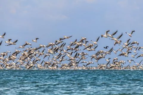 Migration of pelicans 库存照片