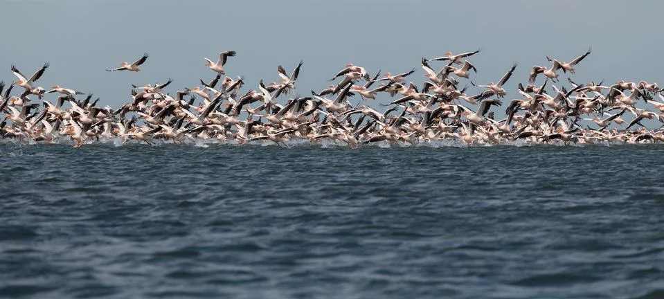 Migration of pelicans Photos
