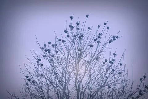 Migration. Stock Photos