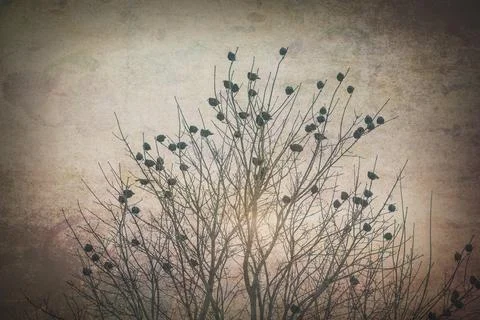 Migration. Stock Photos