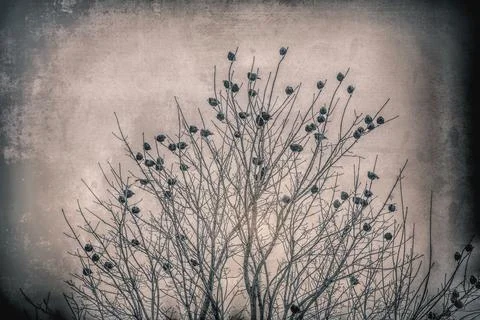 Migration. Stock Photos