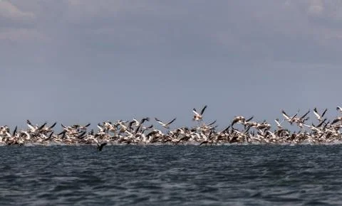 Migration of pink pelicans 库存照片