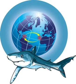 Migration-shark Stock Illustration