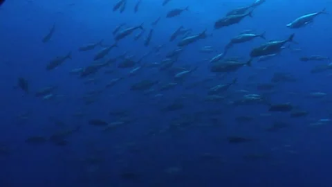 Migration Of Trevally In Blue Waters Stock Footage 300524032