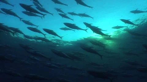 Migration Of Tuna (Thunnus thynnus) At Sunset 스톡 동영상 283467664