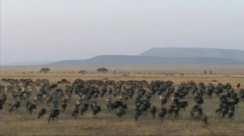 Migration of wildebeest Video stock 604783