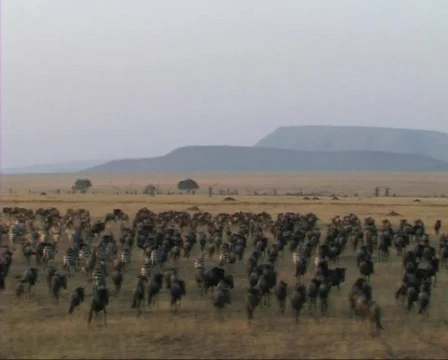 Migration of wildebeest Video stock 606786
