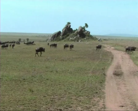 Migration of wildebeest Stock Footage 606809
