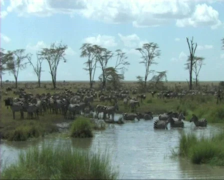 Migration of wildebeest Stock Footage 610434