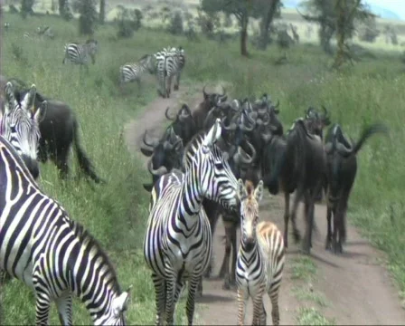 Migration of wildebeest Stock Footage 610441