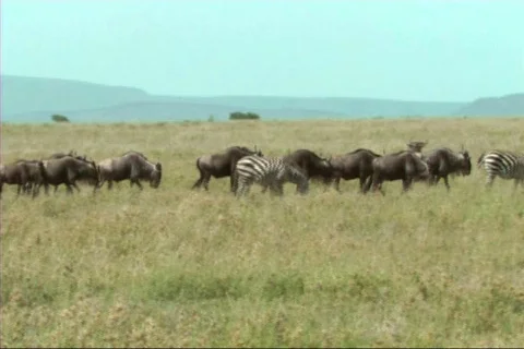 Migration of wildebeest Stock Footage 617602