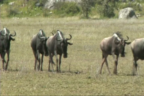 Migration of wildebeest Video stock 617621