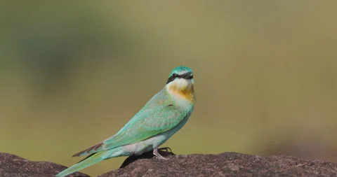 Migratory bee-eater bird watching flying prey; detailed winter predatory 動画素材 339070203